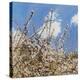 Mayflower, 2012,-Helen White-Premier Image Canvas