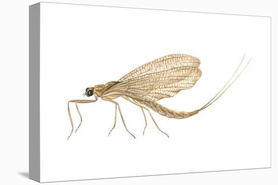 Mayfly (Hexagenia Bilineata), Insects-Encyclopaedia Britannica-Stretched Canvas