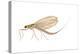 Mayfly (Hexagenia Bilineata), Insects-Encyclopaedia Britannica-Stretched Canvas