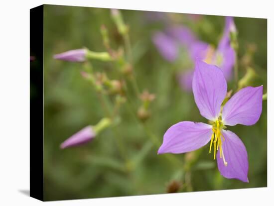 Meadow beauty, Rhexia Virginica, Half Moon Wildlife Management Area, Florida, USA-Maresa Pryor-Premier Image Canvas