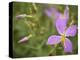 Meadow beauty, Rhexia Virginica, Half Moon Wildlife Management Area, Florida, USA-Maresa Pryor-Premier Image Canvas