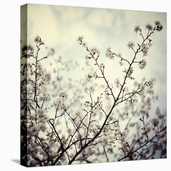 Meadow Bloom-Irene Suchocki-Stretched Canvas