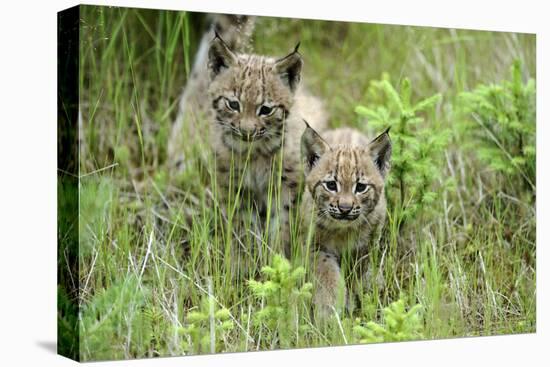 Meadow, Carpathian Mts Lynxes, Lynx Carpathicus, Young Animals, Edge of the Forest-Ronald Wittek-Premier Image Canvas