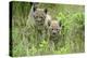 Meadow, Carpathian Mts Lynxes, Lynx Carpathicus, Young Animals, Edge of the Forest-Ronald Wittek-Premier Image Canvas