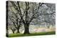 Meadow, Cherry Trees, Blossom-Herbert Kehrer-Premier Image Canvas