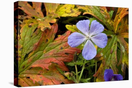 Meadow Cranesbill (Geranium Pratense)-Bob Gibbons-Premier Image Canvas