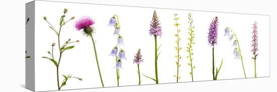 Meadow Flowers, Fleabane Thistle, Bearded Bellfower, Common Spotted Orchid, Twayblade, Austria-Benvie-Premier Image Canvas