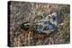 Meadow Flowers in the Basket-Andrea Haase-Premier Image Canvas