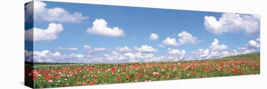 Meadow Flowers with Cloudy Sky in Background-null-Stretched Canvas