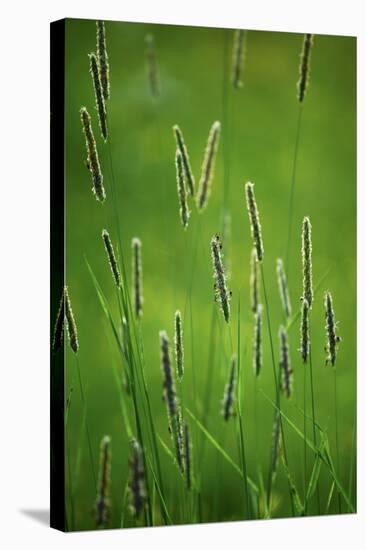 Meadow Foxtail (Alopecurus Pratensis)-Bjorn Svensson-Premier Image Canvas