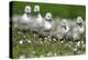 Meadow, Hump Swan, Fledgling, One after the Other, Animal Babies-Ronald Wittek-Premier Image Canvas