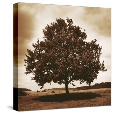 'Meadow Land III' Stretched Canvas Print Bill Philip