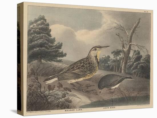 Meadow Lark and Snow Bird-Thomas Doughty-Premier Image Canvas