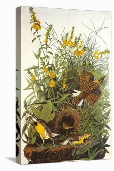 Meadow Lark-John James Audubon-Stretched Canvas