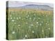 Meadow of Flowers, about 1901-Ferdinand Hodler-Premier Image Canvas