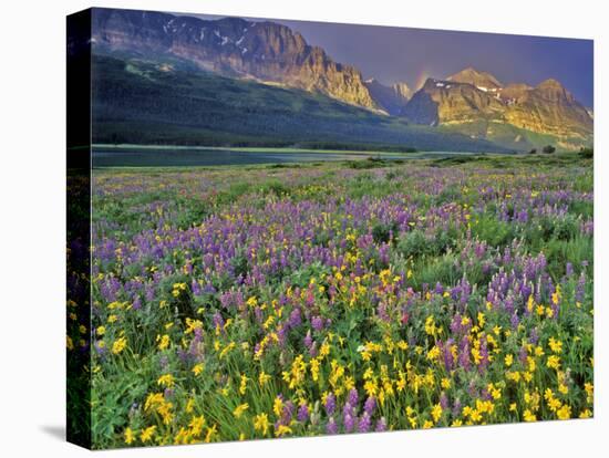 Meadow of Wildflowers in the Many Glacier Valley of Glacier National Park, Montana, USA-Chuck Haney-Premier Image Canvas