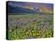 Meadow of Wildflowers in the Many Glacier Valley of Glacier National Park, Montana, USA-Chuck Haney-Premier Image Canvas