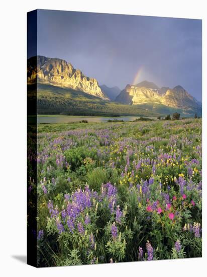 Meadow of Wildflowers Near Lake Sherbourne in Glacier National Park, Montana, USA-Chuck Haney-Premier Image Canvas