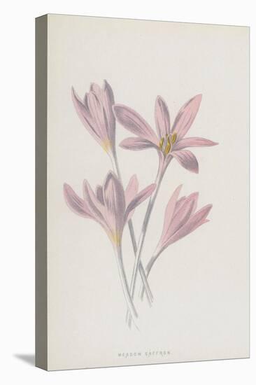 Meadow Saffron (Chromolitho)-Frederick Edward Hulme-Premier Image Canvas