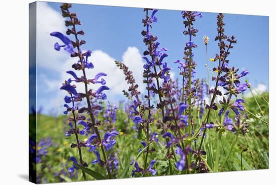 Meadow sage, Salvia pratensis, blossom,-David & Micha Sheldon-Premier Image Canvas