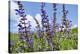 Meadow sage, Salvia pratensis, blossom,-David & Micha Sheldon-Stretched Canvas