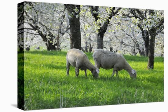 Meadow, Sheep, Graze, Cherry Trees, Breeding-Herbert Kehrer-Premier Image Canvas