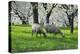 Meadow, Sheep, Graze, Cherry Trees, Breeding-Herbert Kehrer-Premier Image Canvas