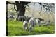 Meadow, Sheep, Graze, Cherry Trees-Herbert Kehrer-Premier Image Canvas