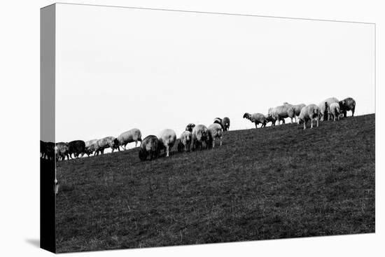 Meadow, sheep-Jule Leibnitz-Premier Image Canvas