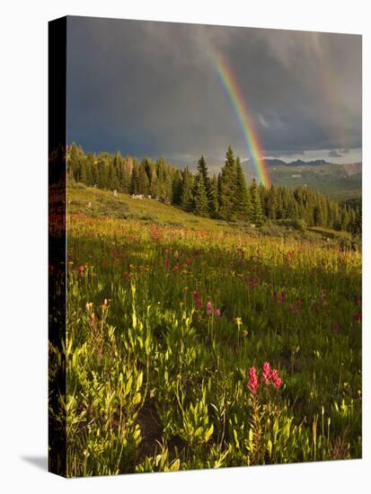 Meadow, Shrine Pass, Colorado, USA-Don Grall-Premier Image Canvas