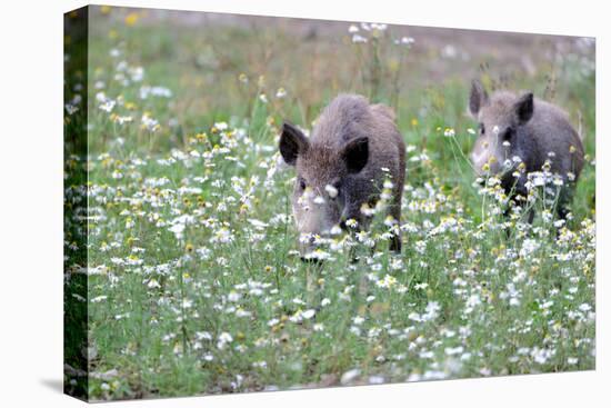 Meadow, Wild Boars, Making a Mess-Reiner Bernhardt-Premier Image Canvas
