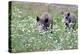 Meadow, Wild Boars, Making a Mess-Reiner Bernhardt-Premier Image Canvas