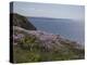 Meadow, Wild Flowers, Coast, England-Andrea Haase-Premier Image Canvas