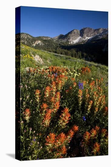 Meadow Wildflowers, Little Cottonwood Canyon, Albion Basin, Utah, USA-Charles Gurche-Premier Image Canvas