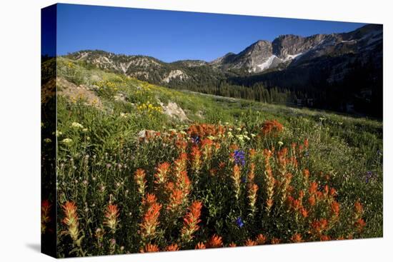 Meadow Wildflowers, Little Cottonwood Canyon, Albion Basin, Utah, USA-Charles Gurche-Premier Image Canvas