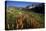 Meadow Wildflowers, Little Cottonwood Canyon, Albion Basin, Utah, USA-Charles Gurche-Premier Image Canvas