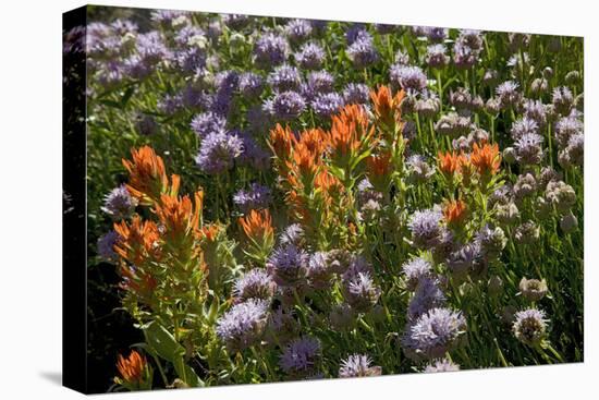 Meadow Wildflowers (Monardella Odoratissima), Albion Basin, Utah, USA-Charles Gurche-Premier Image Canvas