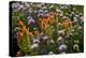 Meadow Wildflowers (Monardella Odoratissima), Albion Basin, Utah, USA-Charles Gurche-Premier Image Canvas