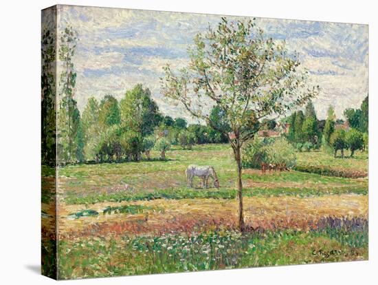 Meadow with Grey Horse, Eragny (Le Pré avec Cheval Gris, Eragny). 1893-Camille Pissarro-Premier Image Canvas