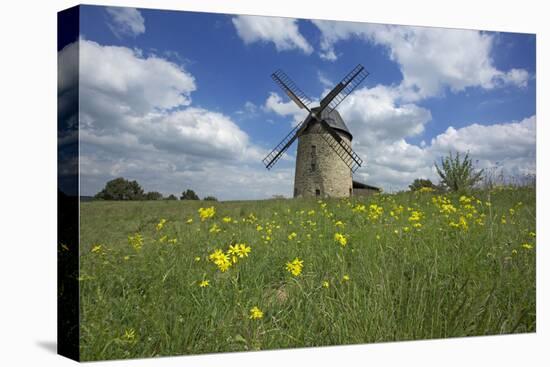 Meadow with Senecio in Front of the Devil's Mill in the Harz Foreland in Saxony-Anhalt-Uwe Steffens-Premier Image Canvas