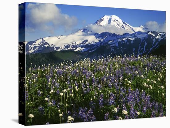 Meadows, Mt. Baker Snoqualmie National Forest, Washington, USA-Charles Gurche-Premier Image Canvas