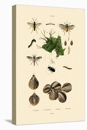 Mealworm Beetle, 1833-39-null-Premier Image Canvas