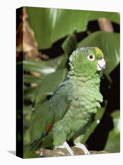 Mealy Amazon Parrot-Lynn M. Stone-Premier Image Canvas