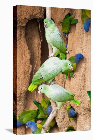 Mealy Parrots at Clay-Lick-Howard Ruby-Premier Image Canvas