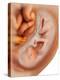 Medical Illustration of Fetus Development at 36 Weeks-null-Stretched Canvas