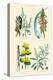 Medicinal Plants. Rhubarb, Aloe, Gentian, Cajeput-William Rhind-Stretched Canvas