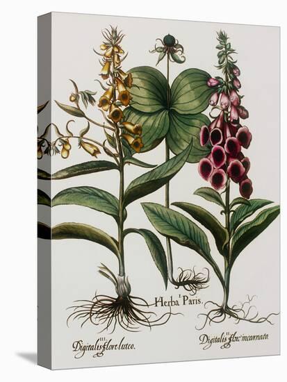 Medicinal Plants-Georgette Douwma-Premier Image Canvas