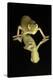 Mediterranean Chameleon and reflection-Adam Jones-Premier Image Canvas