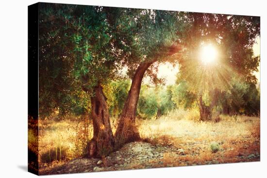 Mediterranean Olive Field with Old Olive Tree-Subbotina Anna-Premier Image Canvas