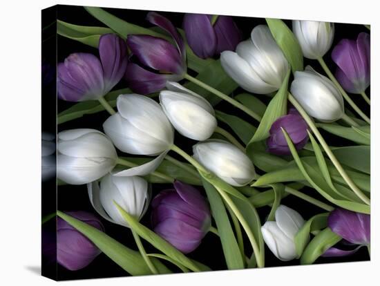 Medley of Beautiful Fresh White and Purple Tulips-Christian Slanec-Premier Image Canvas